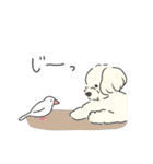 ふわふわ♡マルチーズ スタンプ（個別スタンプ：37）