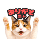 飛び出す★リアル猫2（個別スタンプ：1）