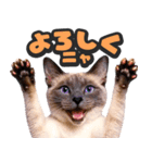 飛び出す★リアル猫2（個別スタンプ：3）
