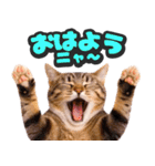 飛び出す★リアル猫2（個別スタンプ：4）