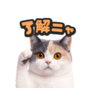 飛び出す★リアル猫2（個別スタンプ：5）