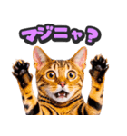 飛び出す★リアル猫2（個別スタンプ：7）