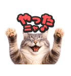 飛び出す★リアル猫2（個別スタンプ：10）