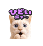 飛び出す★リアル猫2（個別スタンプ：11）