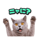 飛び出す★リアル猫2（個別スタンプ：12）