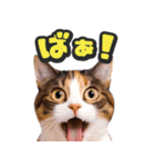 飛び出す★リアル猫2（個別スタンプ：15）
