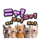 飛び出す★リアル猫2（個別スタンプ：18）