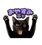 飛び出す★リアル猫2（個別スタンプ：21）