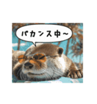 動く！夏のカワウソ（個別スタンプ：4）