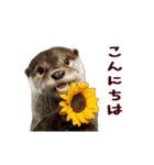動く！夏のカワウソ（個別スタンプ：5）