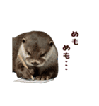 動く！夏のカワウソ（個別スタンプ：6）