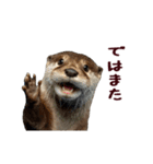 動く！夏のカワウソ（個別スタンプ：7）