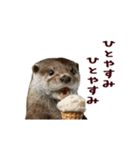 動く！夏のカワウソ（個別スタンプ：11）