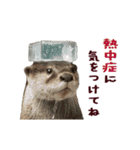 動く！夏のカワウソ（個別スタンプ：15）