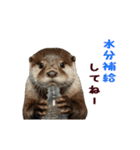 動く！夏のカワウソ（個別スタンプ：17）
