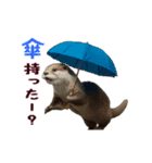動く！夏のカワウソ（個別スタンプ：22）