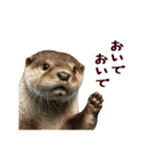 動く！夏のカワウソ（個別スタンプ：23）