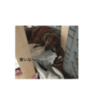 少し動くミニチュアダックスのスタンプ（個別スタンプ：2）