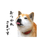 柴犬 くぅちゃん（個別スタンプ：1）