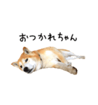 柴犬 くぅちゃん（個別スタンプ：3）