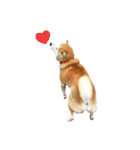 柴犬 くぅちゃん（個別スタンプ：4）