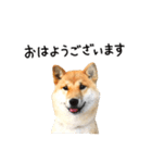 柴犬 くぅちゃん（個別スタンプ：5）