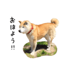 柴犬 くぅちゃん（個別スタンプ：6）