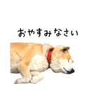 柴犬 くぅちゃん（個別スタンプ：7）