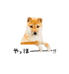 柴犬 くぅちゃん（個別スタンプ：8）