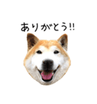 柴犬 くぅちゃん（個別スタンプ：9）