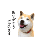 柴犬 くぅちゃん（個別スタンプ：10）