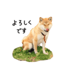 柴犬 くぅちゃん（個別スタンプ：11）