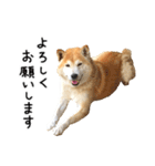 柴犬 くぅちゃん（個別スタンプ：12）