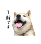 柴犬 くぅちゃん（個別スタンプ：13）