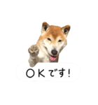 柴犬 くぅちゃん（個別スタンプ：14）
