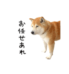 柴犬 くぅちゃん（個別スタンプ：16）