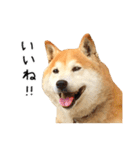 柴犬 くぅちゃん（個別スタンプ：17）