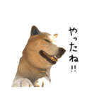 柴犬 くぅちゃん（個別スタンプ：18）