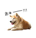 柴犬 くぅちゃん（個別スタンプ：19）
