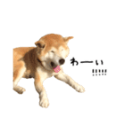 柴犬 くぅちゃん（個別スタンプ：20）