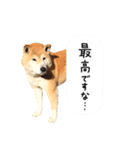 柴犬 くぅちゃん（個別スタンプ：21）