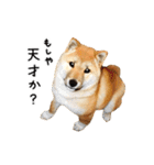 柴犬 くぅちゃん（個別スタンプ：22）