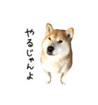 柴犬 くぅちゃん（個別スタンプ：23）