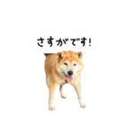 柴犬 くぅちゃん（個別スタンプ：24）