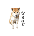 柴犬 くぅちゃん（個別スタンプ：25）