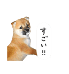 柴犬 くぅちゃん（個別スタンプ：26）