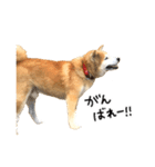 柴犬 くぅちゃん（個別スタンプ：27）