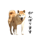 柴犬 くぅちゃん（個別スタンプ：28）