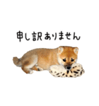 柴犬 くぅちゃん（個別スタンプ：29）