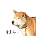 柴犬 くぅちゃん（個別スタンプ：30）